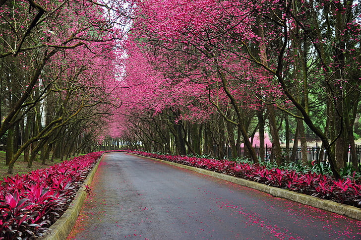 asphalt road in between pink trees