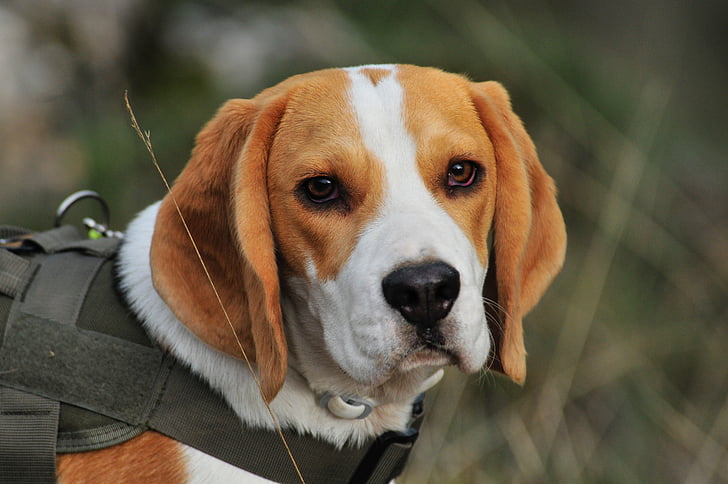 selective focus photography of tan, white, and black beagle