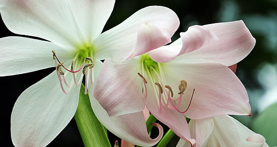 pink-and-white lily flower closeup photography