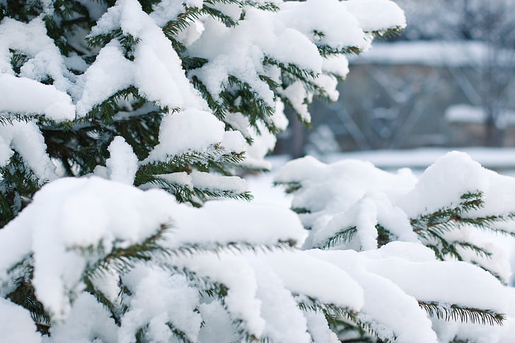 close up photography of snow covered tree