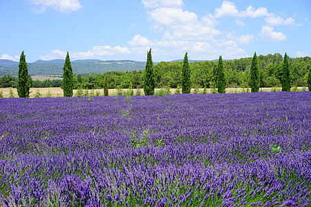 purple lavender field near mountain at daytime