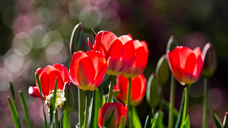 red tulip flowers in bokeh photography