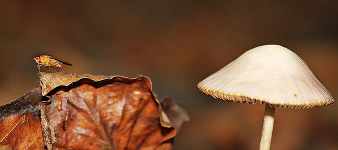 white mushroom near brown dried leaf