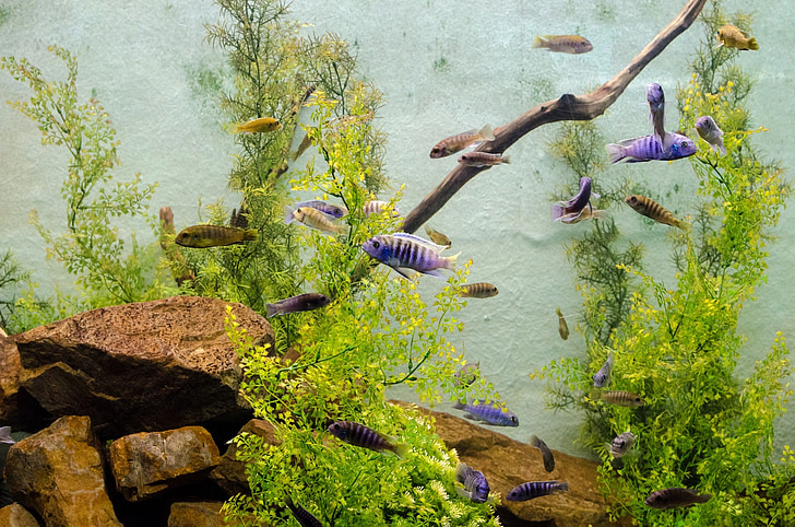 school of blue and brown fishes