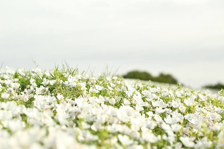white flower lot