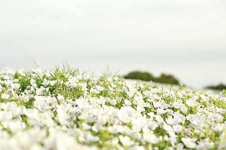 white flower lot