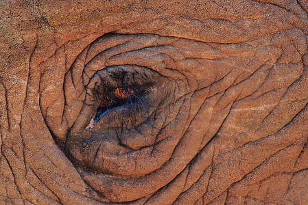 elephant eye