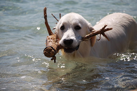 adult yellow Labrador retriever biting wood on body water at daytime