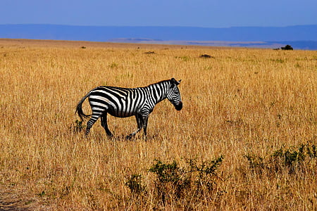 selective focus photography of zebra on brown grass