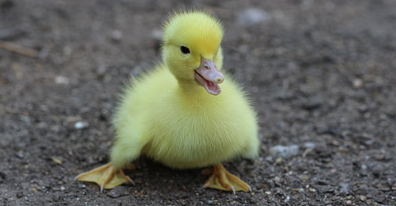 selective focus photograph of yellow duckling