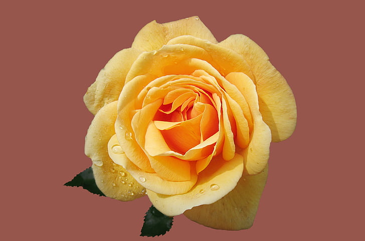close up photography of yellow rose flower