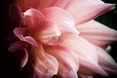 closeup photography of pink dahlia