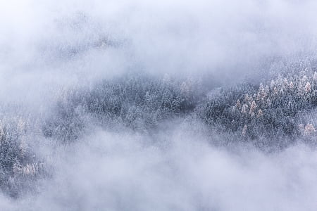 aerial view of trees covered with fog