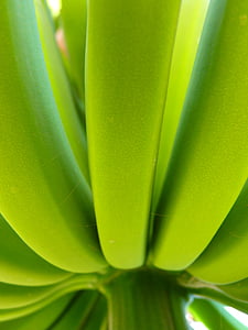 closed up photo of bunch of banana
