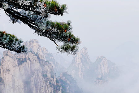 green leafed pine tree on foggy mountain background