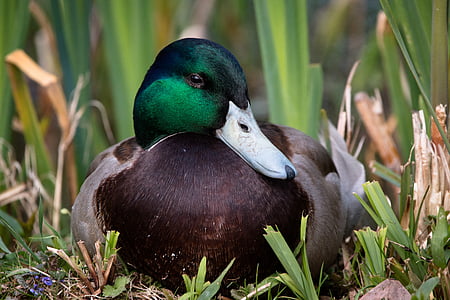 Mallard duck rests in green grass