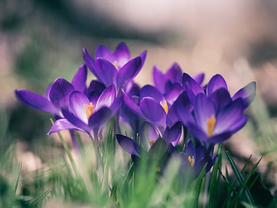 purple flowers macro photography