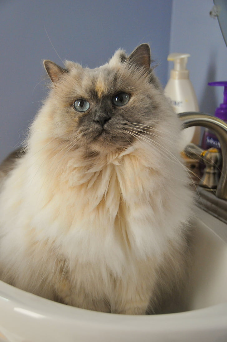 white and gray Himalayan in white ceramic sink