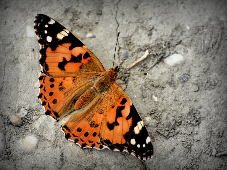 orange and black painted lady butterfly