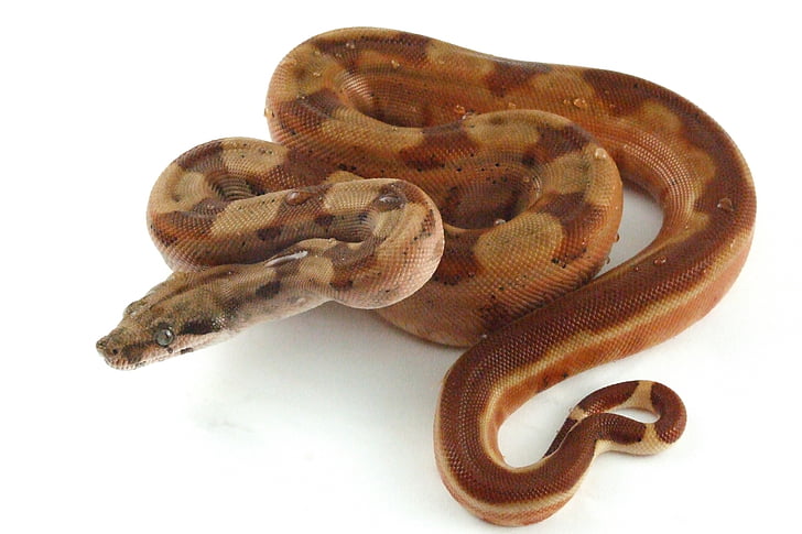 brown python