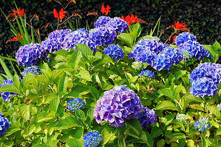 blue-and-purple flowers in stem