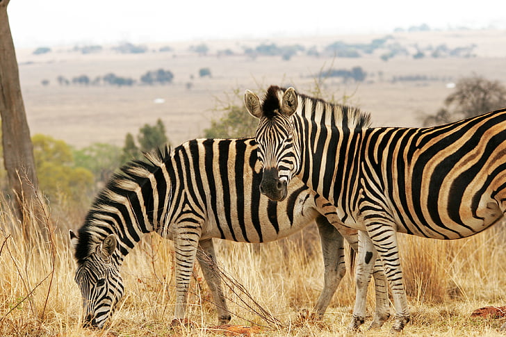 two zebra on dry land