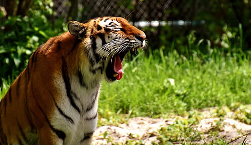 selective focus photo of tiger yawn
