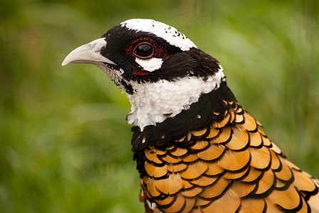 close up photography of white, brown, and yellow bird