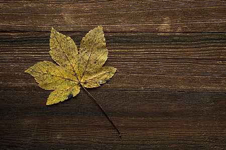 photo of maple leaf