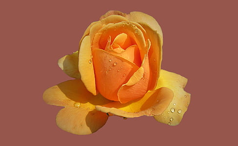 orange and yellow rose flower in close up photography