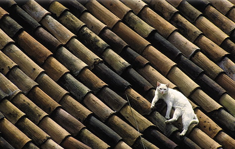 white cat on the wooden roof
