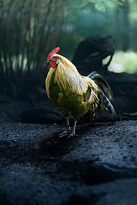 shallow focus photography of rooster