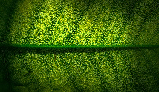 closeup photo of green leaf