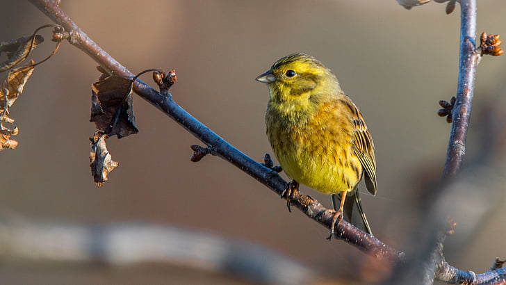 yellow bird on branch of tree