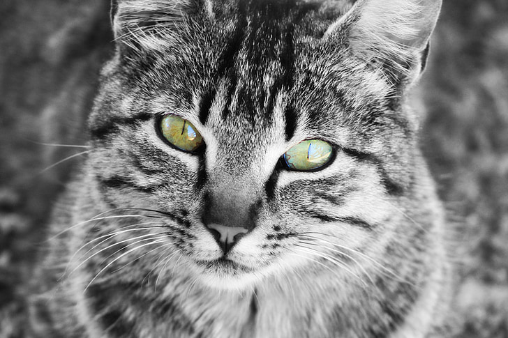 selected focus photo of gray tabby cat