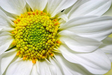 white chrysanthemum in bloom macro photography