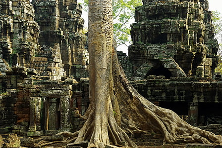 tree trunk and root surrounded by gray temple ruins