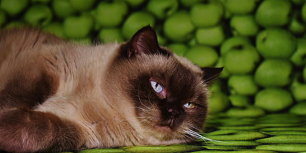 Siamese cat photograph