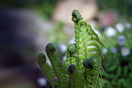 closeup photography of fern plant
