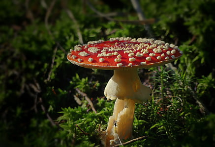 red and yellow mushroom on green grass
