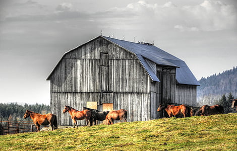 horses by the barn