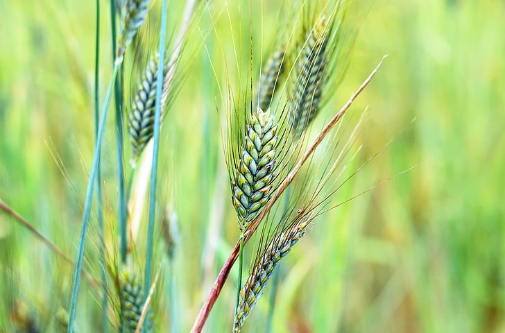 selective focus photography of grains