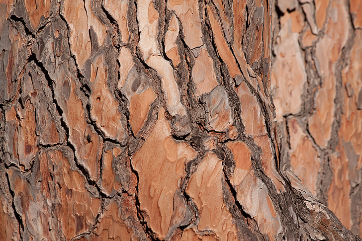 bark, tree, pine, tribe, fund, background