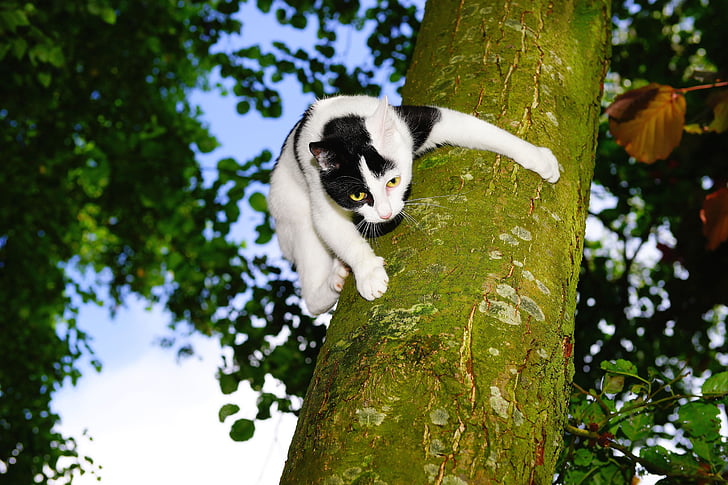 white and black cat on tree trunk