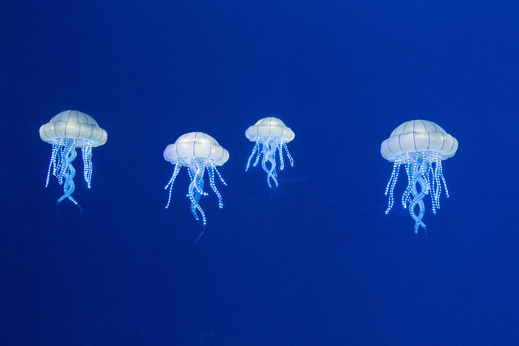 four white jelly fishes