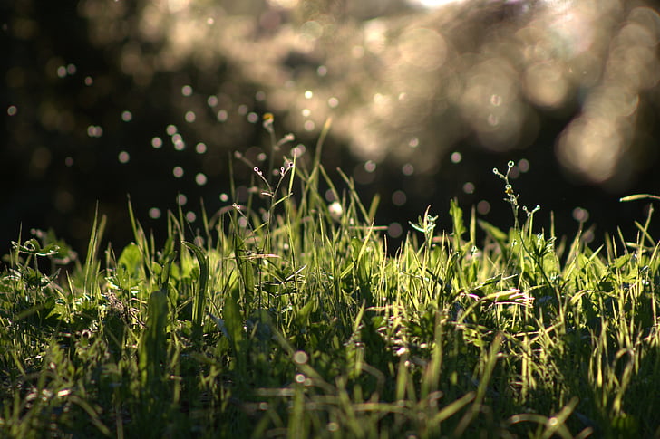 timelapse photography of green grasses and raindrops