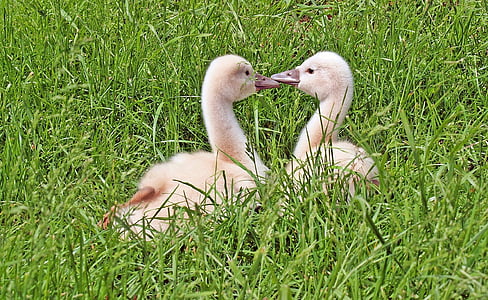 selective focus photography of two white ducks on green grass during daytime