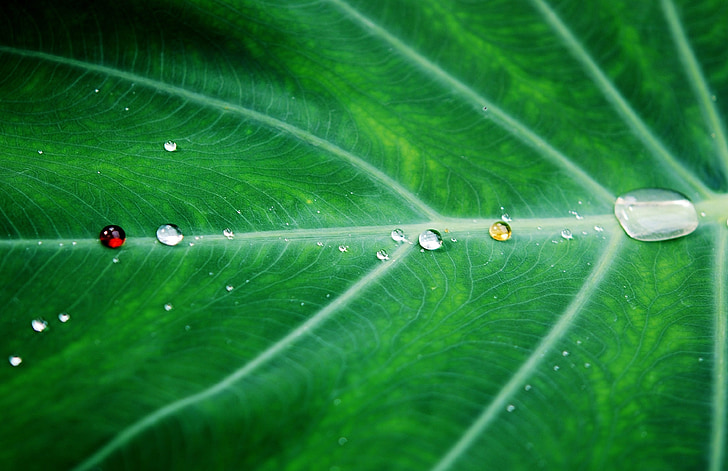micro photography of water droppings on taro leaf