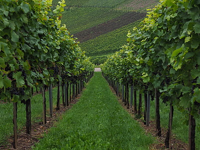 pathway in the middle of vineyard