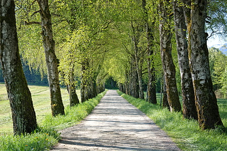 clear beige soil pathway between trees